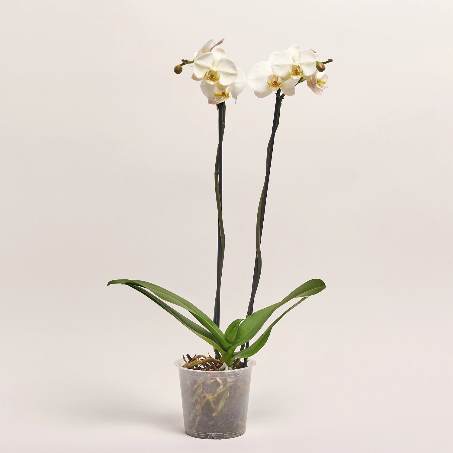 Зображення товару Фаленопсис Гранді №15 2ст. білий, артикул: 37481