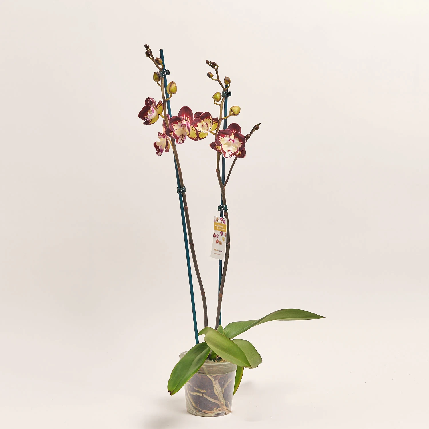 Фаленопсис "Клементін" 2ст., артикул: 52010 Зображення товару Фаленопсис "Клементін" 2ст., артикул: 52010