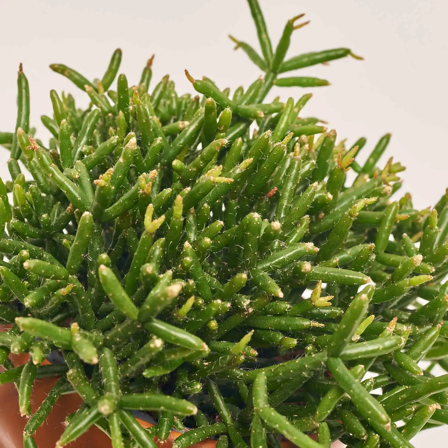 Зображення товару Рипсаліс мікс "Фейс", артикул: 55301