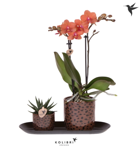 Сет "Смол Леопард" Колібрі, артикул: 56414 Зображення товару Сет "Смол Леопард" Колібрі, артикул: 56414