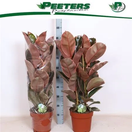 Фікус ел Белізе 3ст., артикул: 52991 Зображення товару Фікус ел Белізе 3ст., артикул: 52991