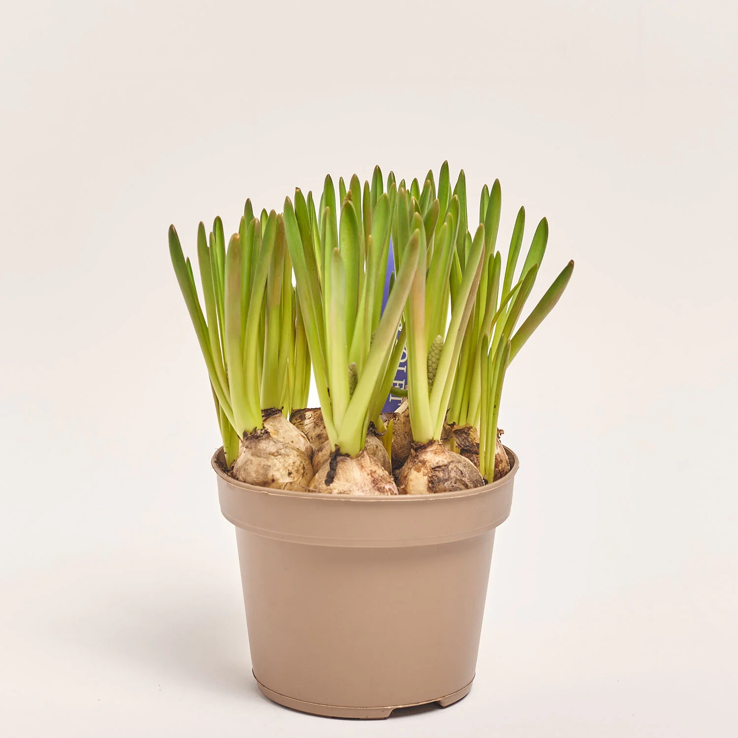 Зображення товару Мускарі Арменікум, артикул: 55868