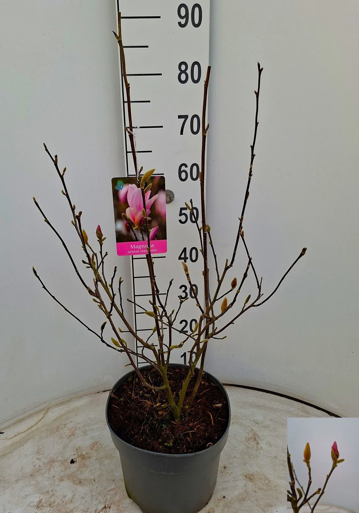 Магнолія Генрі, артикул: 56851 Зображення товару Магнолія Генрі, артикул: 56851