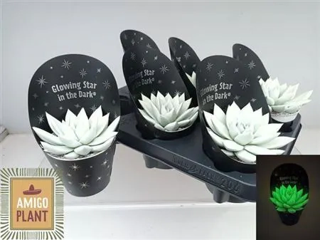 Зображення товару Ехеверія Міранда люмінісцентна, артикул: 53417