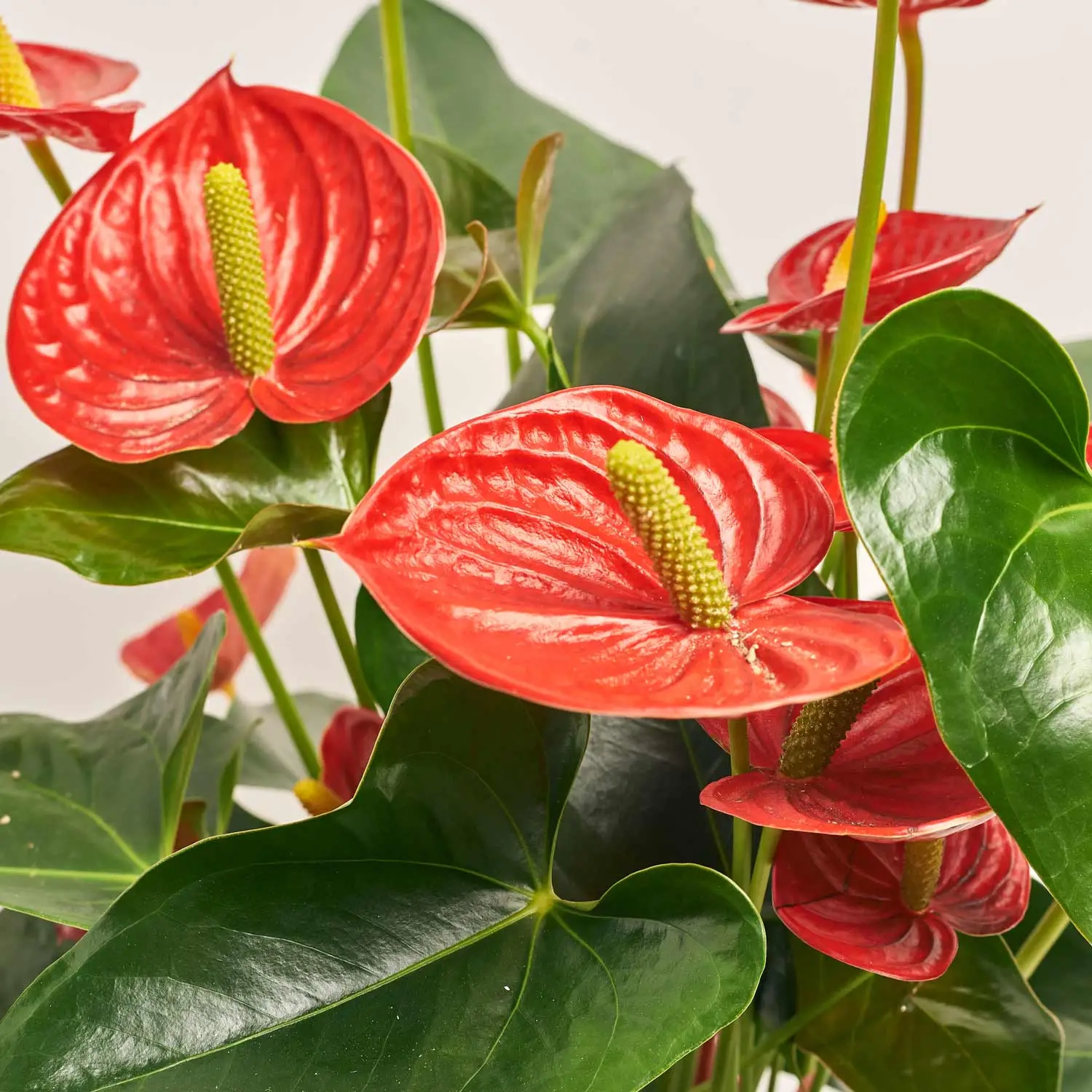 Зображення товару Антуріум Тремендо, артикул: 52045