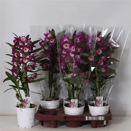 Зображення товару Дендробіум Акатсукі 1ст., артикул: 54114