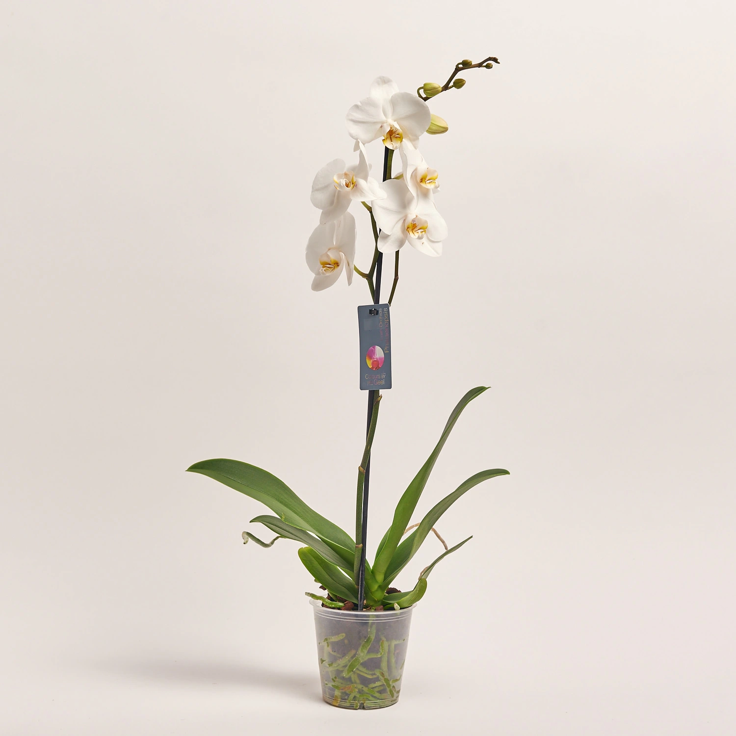 Фаленопсис 1ст. мікс, артикул: 49935 Зображення товару Фаленопсис 1ст. мікс, артикул: 49935