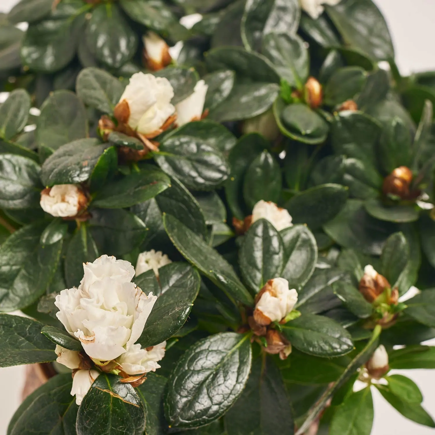 Зображення товару Азалія та Кашпо Сет 224, артикул: 53836