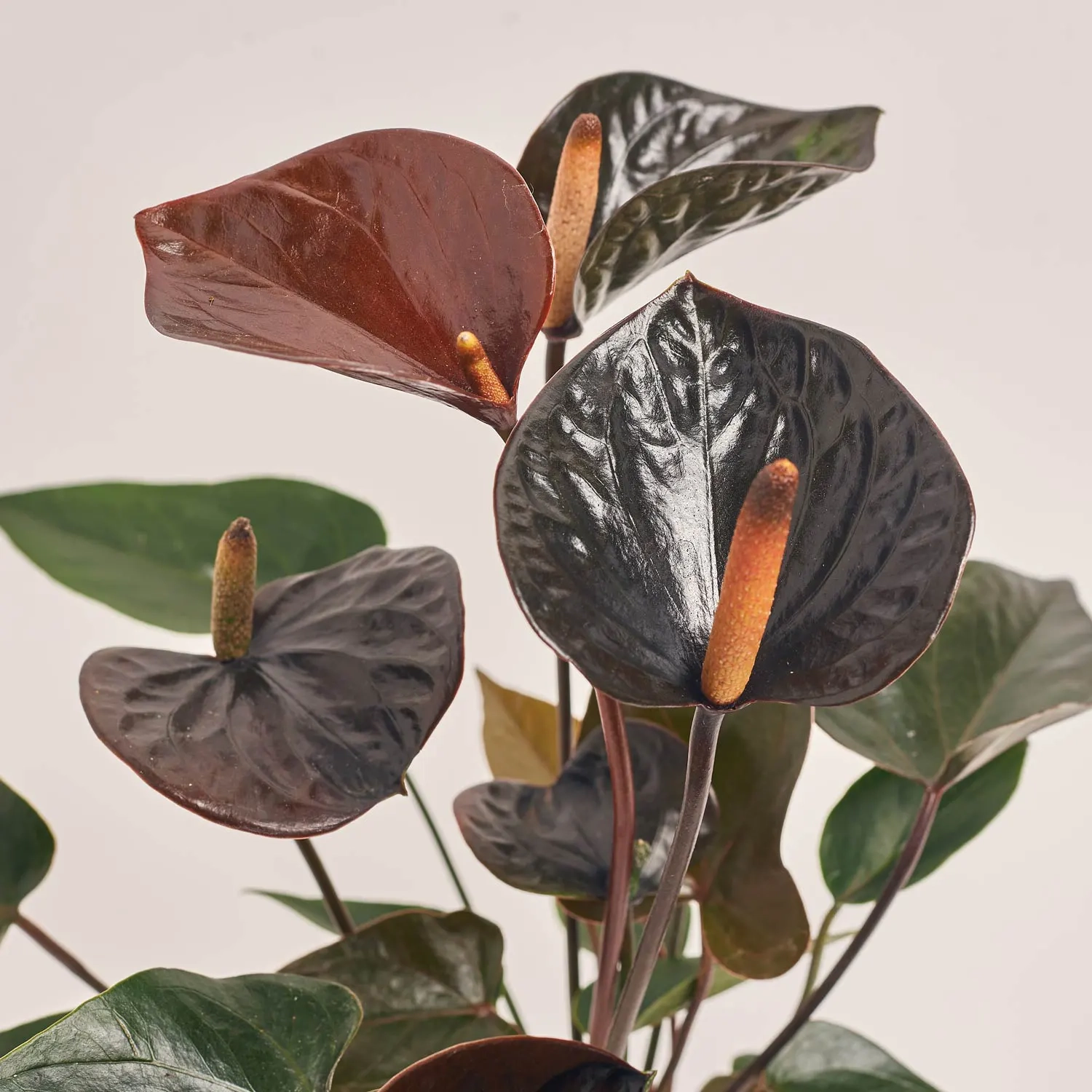 Антуріум Блек Лав, артикул: 19136 Зображення товару Антуріум Блек Лав, артикул: 19136