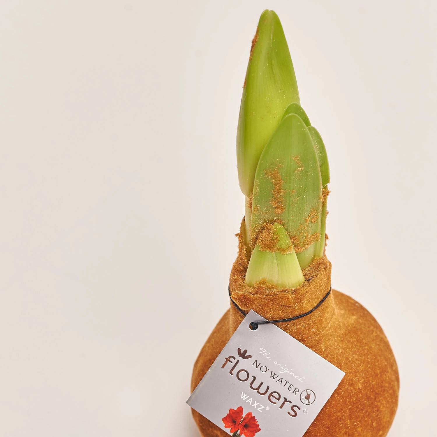 Амариліс "Вельвет Тач" Купер, артикул: 54180 Зображення товару Амариліс "Вельвет Тач" Купер, артикул: 54180