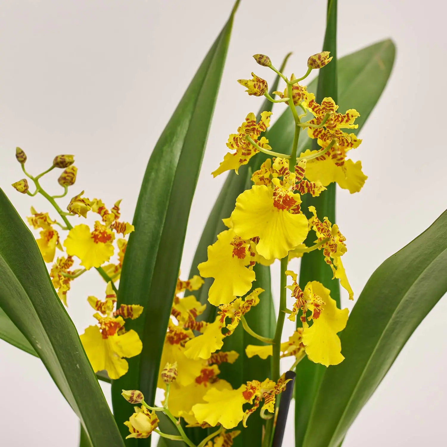 Онцидіум 2ст. жовтий, артикул: 53754 Зображення товару Онцидіум 2ст. жовтий, артикул: 53754