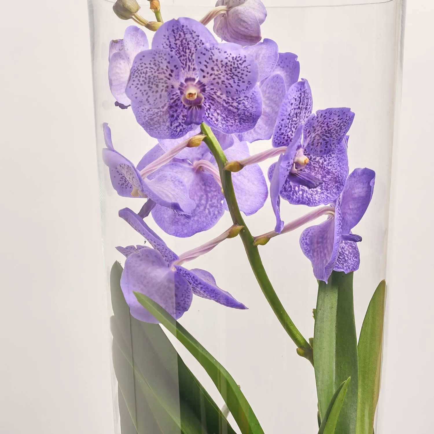 Зображення товару Ванда Лізанне мікс у склі, артикул: 55442