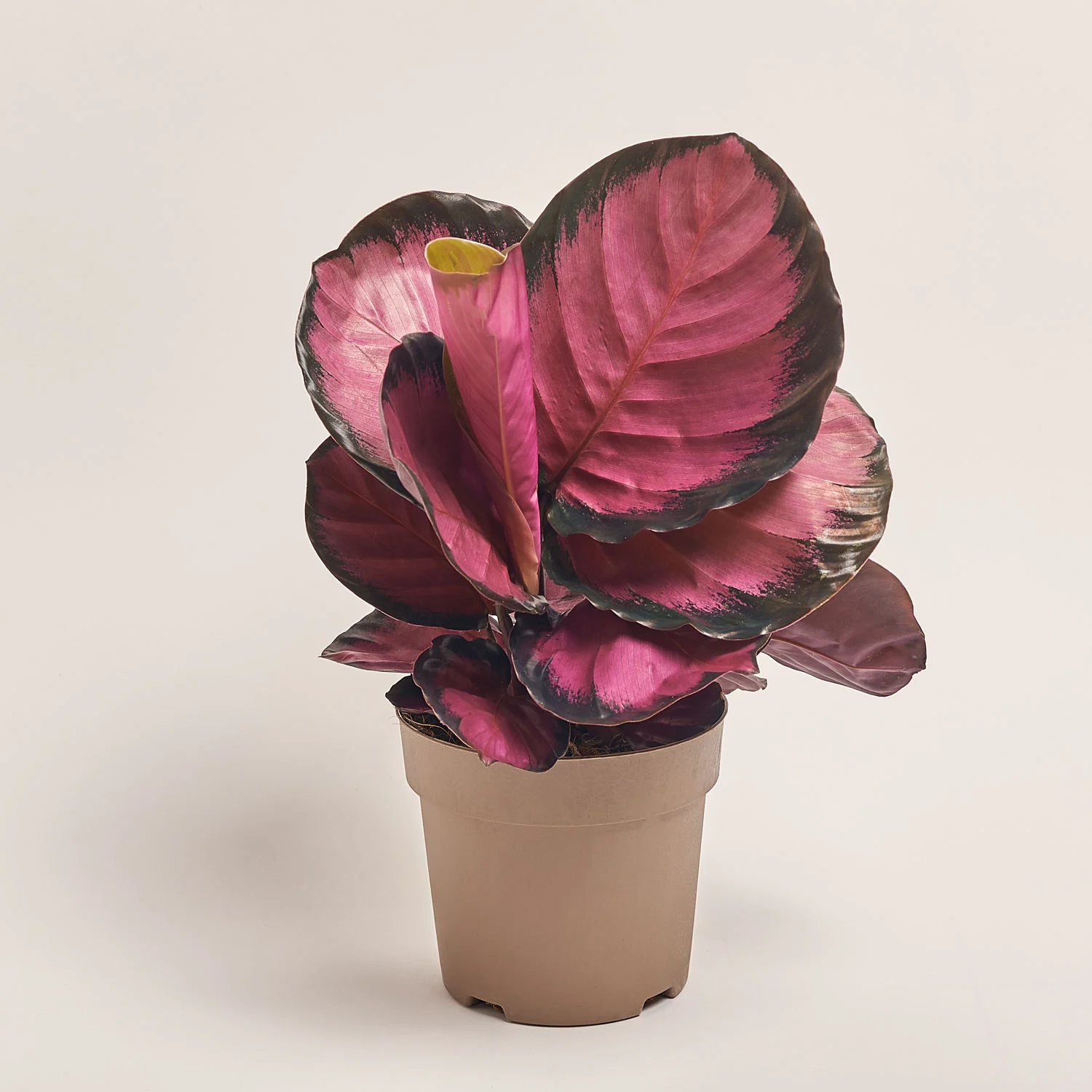 Зображення товару Калатея Місті Ред, артикул: 53416