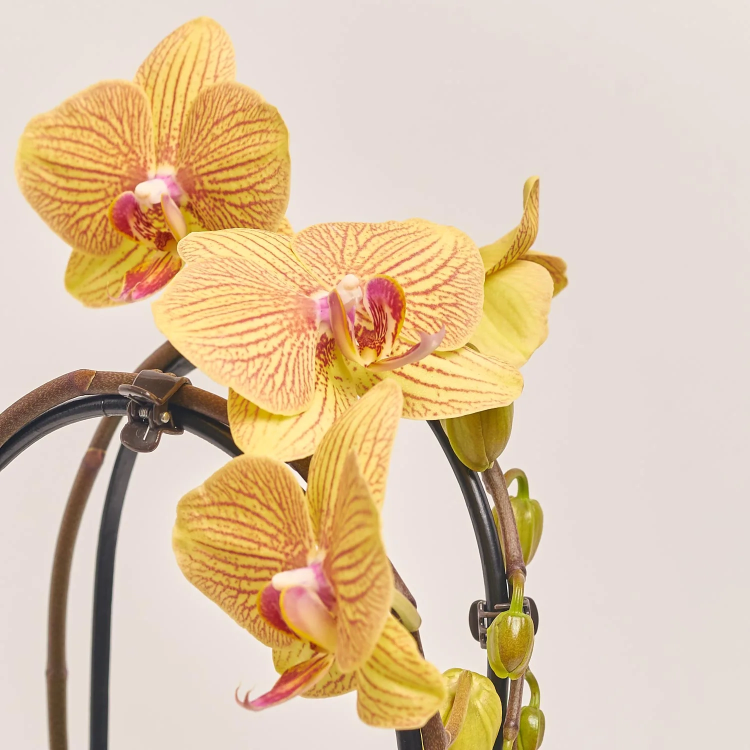 Зображення товару Фаленопсис каскад 2ст. мікс, артикул: 18513