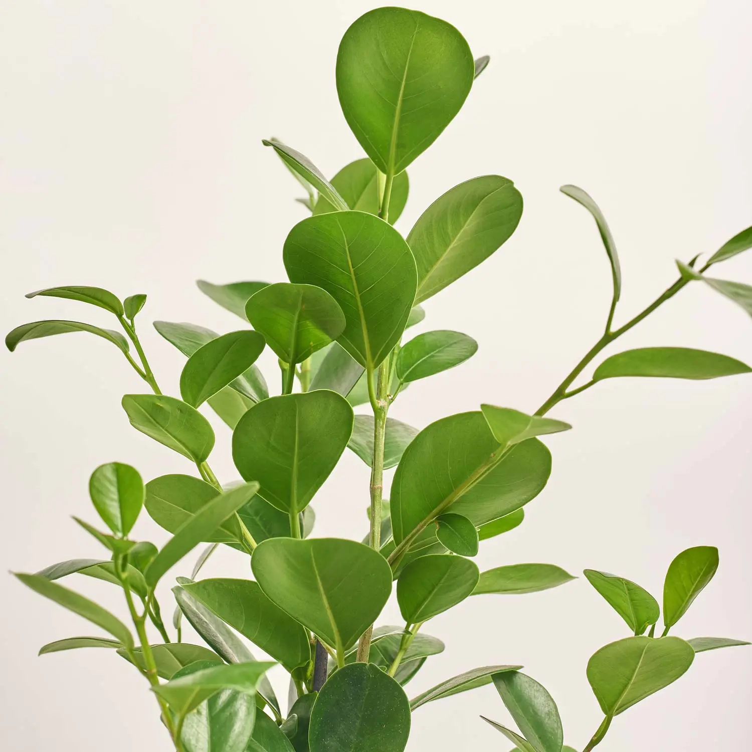 Зображення товару Фікус мікрокарпа Моклейм, артикул: 51624