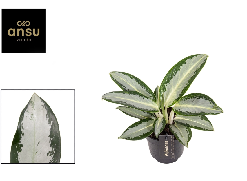 Зображення товару Аглаонема Сільвер Блу, артикул: 57256