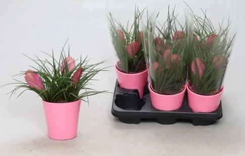 Зображення товару Тілландсія Аніта 3ст. в кер., артикул: 57541