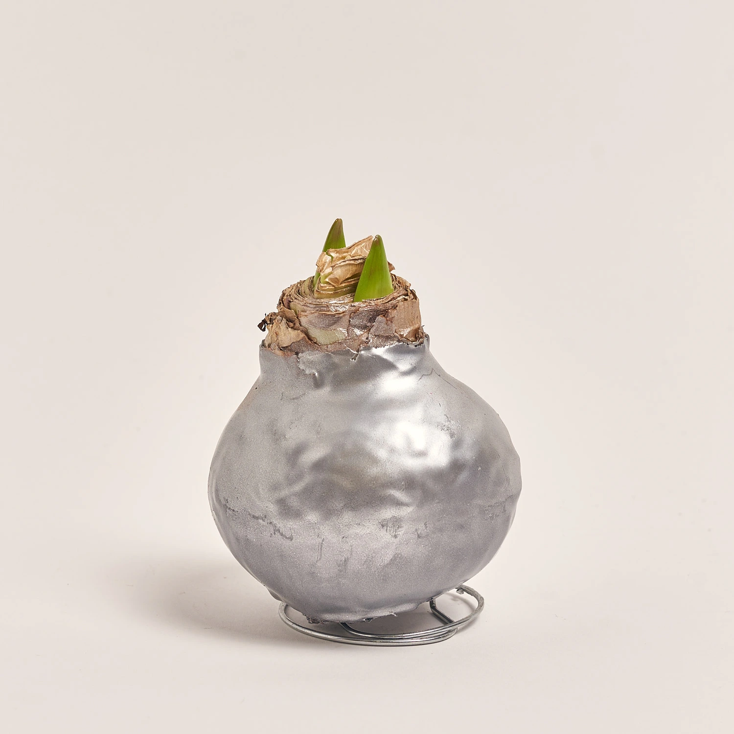 Зображення товару Амариліс мікс у воску, артикул: 22573