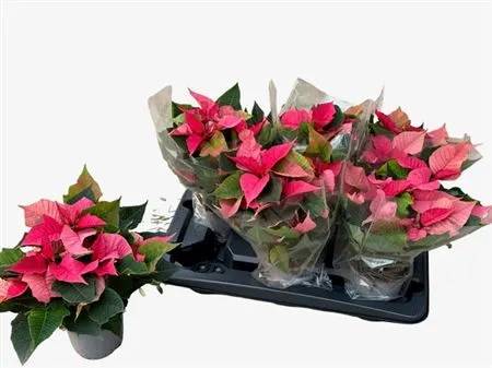 Пуансетія Крісмас Пінк, артикул: 54115 Зображення товару Пуансетія Крісмас Пінк, артикул: 54115
