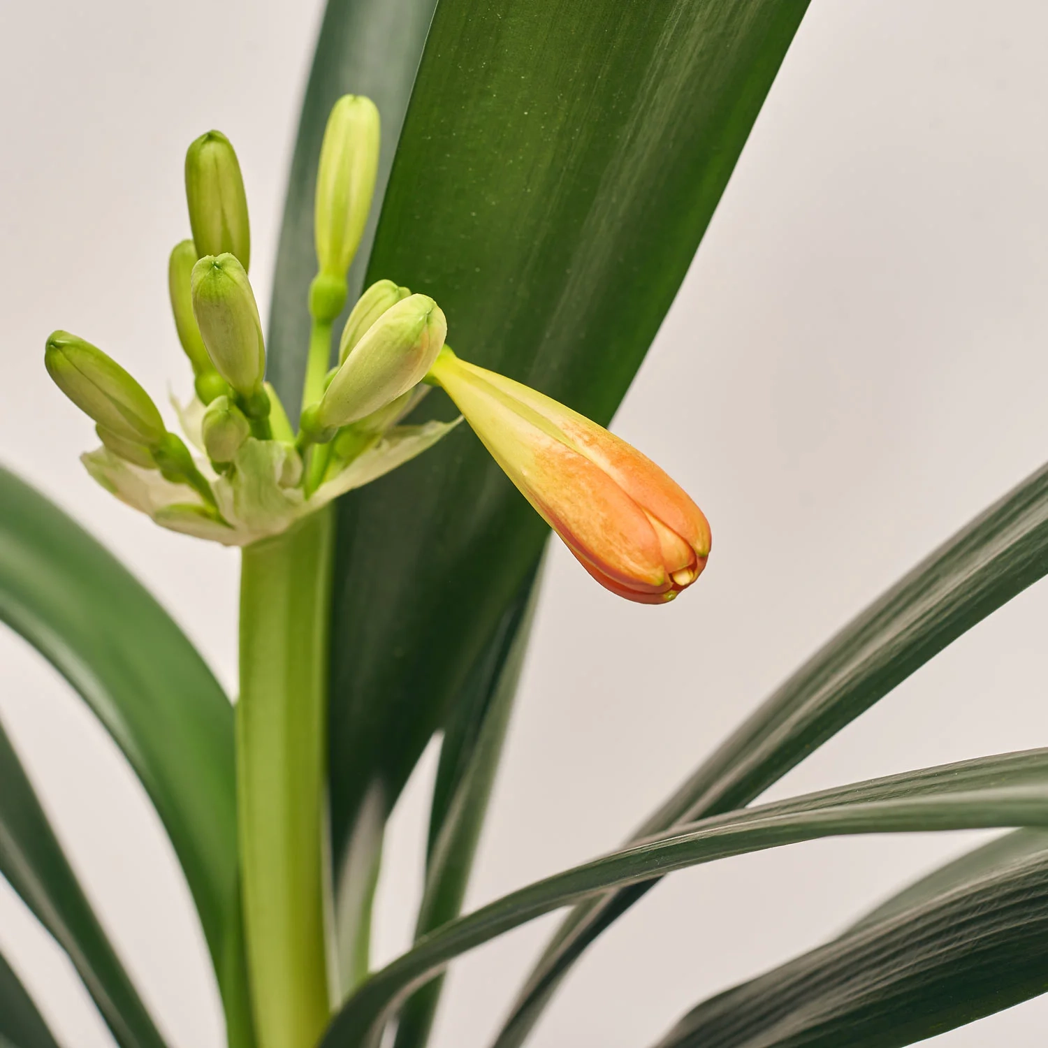 Зображення товару Клівія Мініата, артикул: 52802