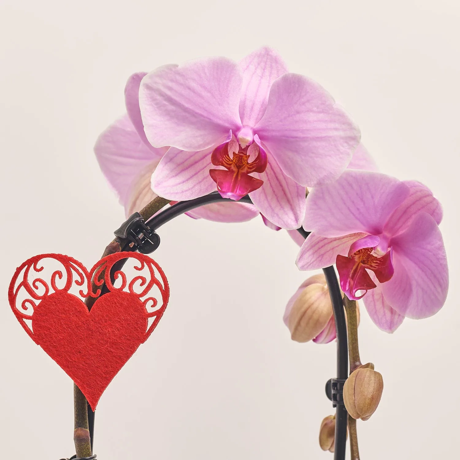 Зображення товару Фаленопсис каскад 1ст. мікс в кер., артикул: 55295