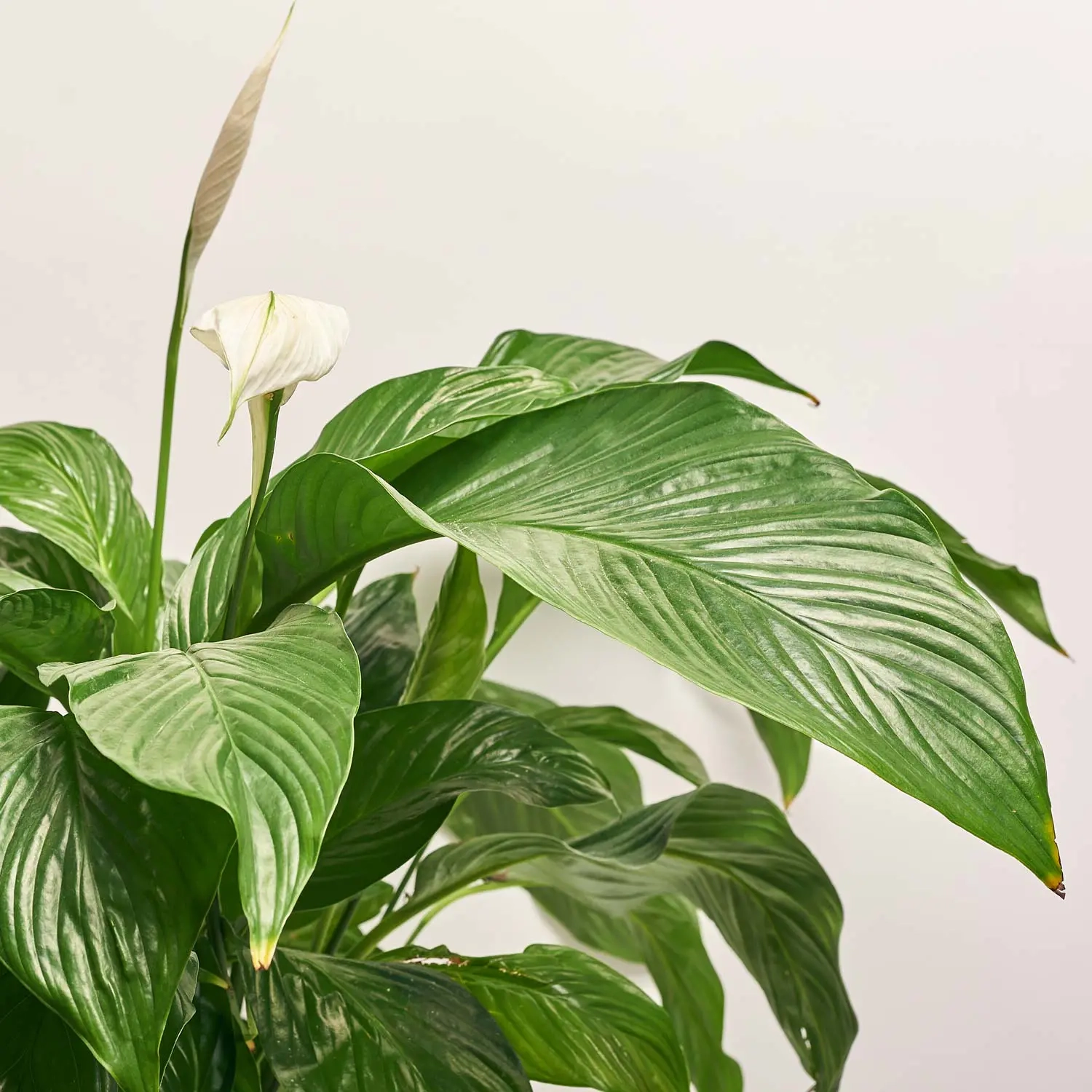 Спатифіллум Світ Лауретта, артикул: 1404 Зображення товару Спатифіллум Світ Лауретта, артикул: 1404