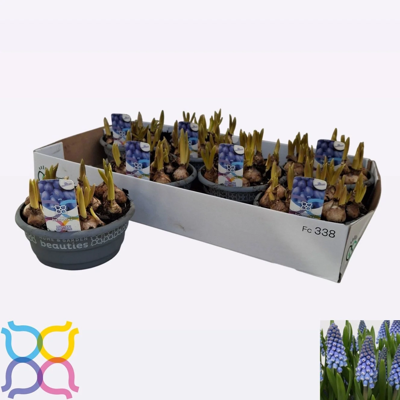 Зображення товару Мускарі Біг Смайл, артикул: 56944