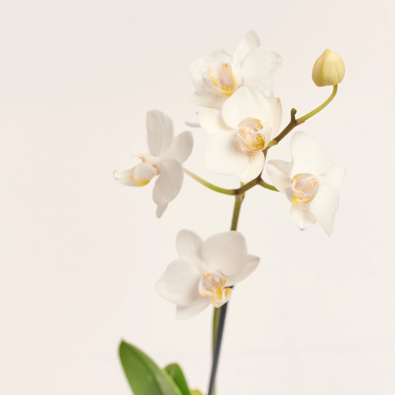 Фаленопсис міні 1ст. в кер., артикул: 50231 Зображення товару Фаленопсис міні 1ст. в кер., артикул: 50231