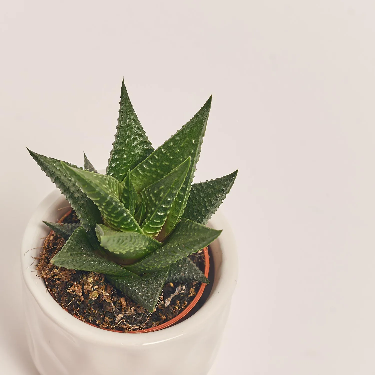 Зображення товару Сукулент мікс в кер., артикул: 22213