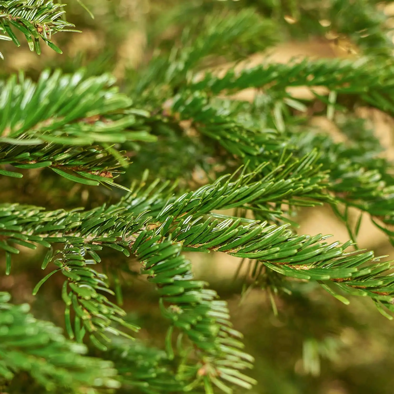 Зображення товару Ялиця Нордмана, артикул: 54113