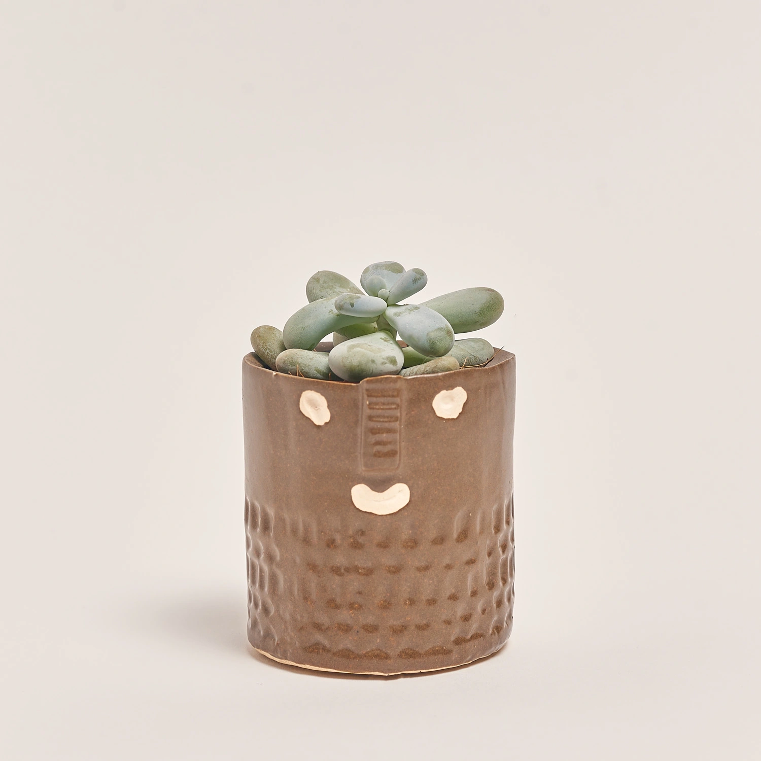 Сукулент мікс в кер., артикул: 30451 Зображення товару Сукулент мікс в кер., артикул: 30451