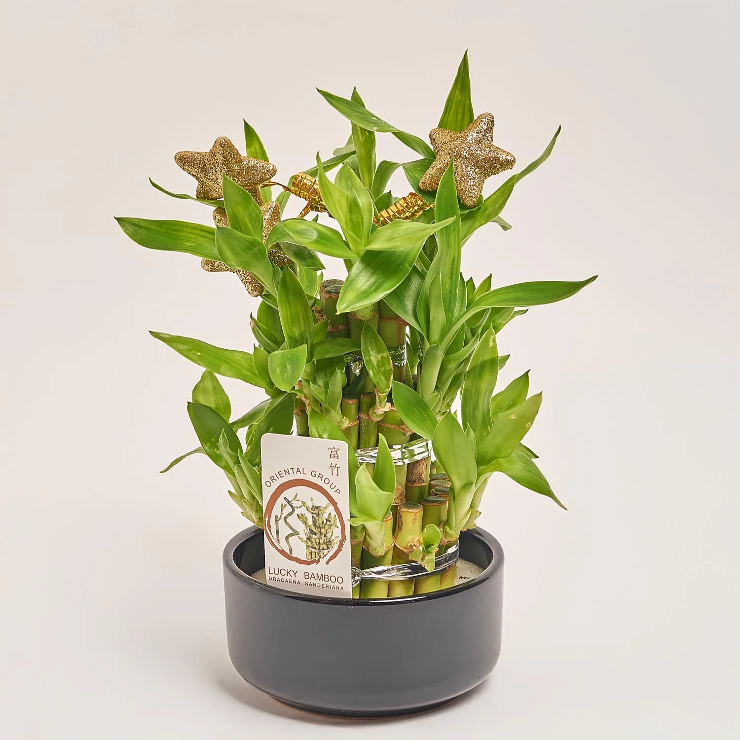 Зображення товару Бамбук Лакі в кераміці, артикул: 21839