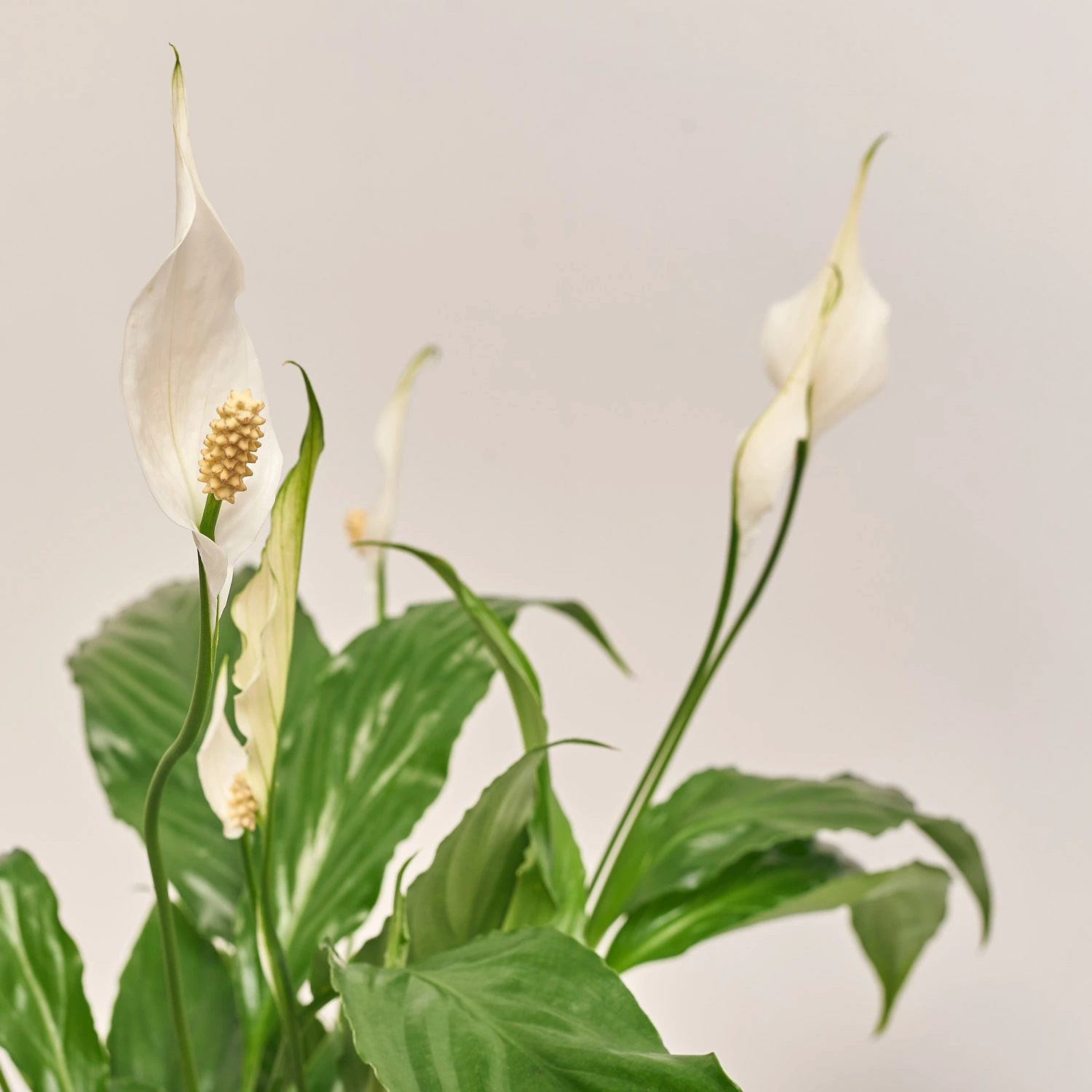 Спатифіллум Світ Чіко, артикул: 18382 Зображення товару Спатифіллум Світ Чіко, артикул: 18382