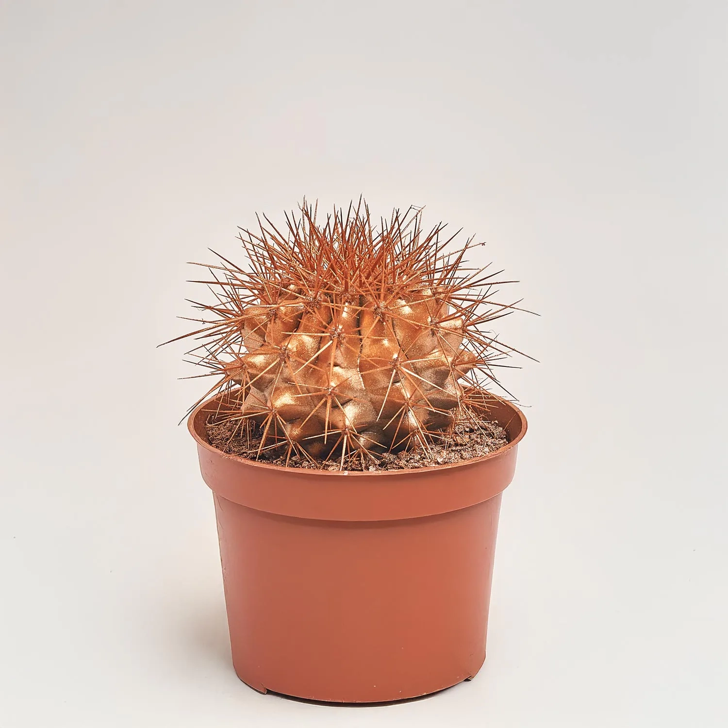 Зображення товару Ехінокактус Рейнбов новорічний мікс, артикул: 53321