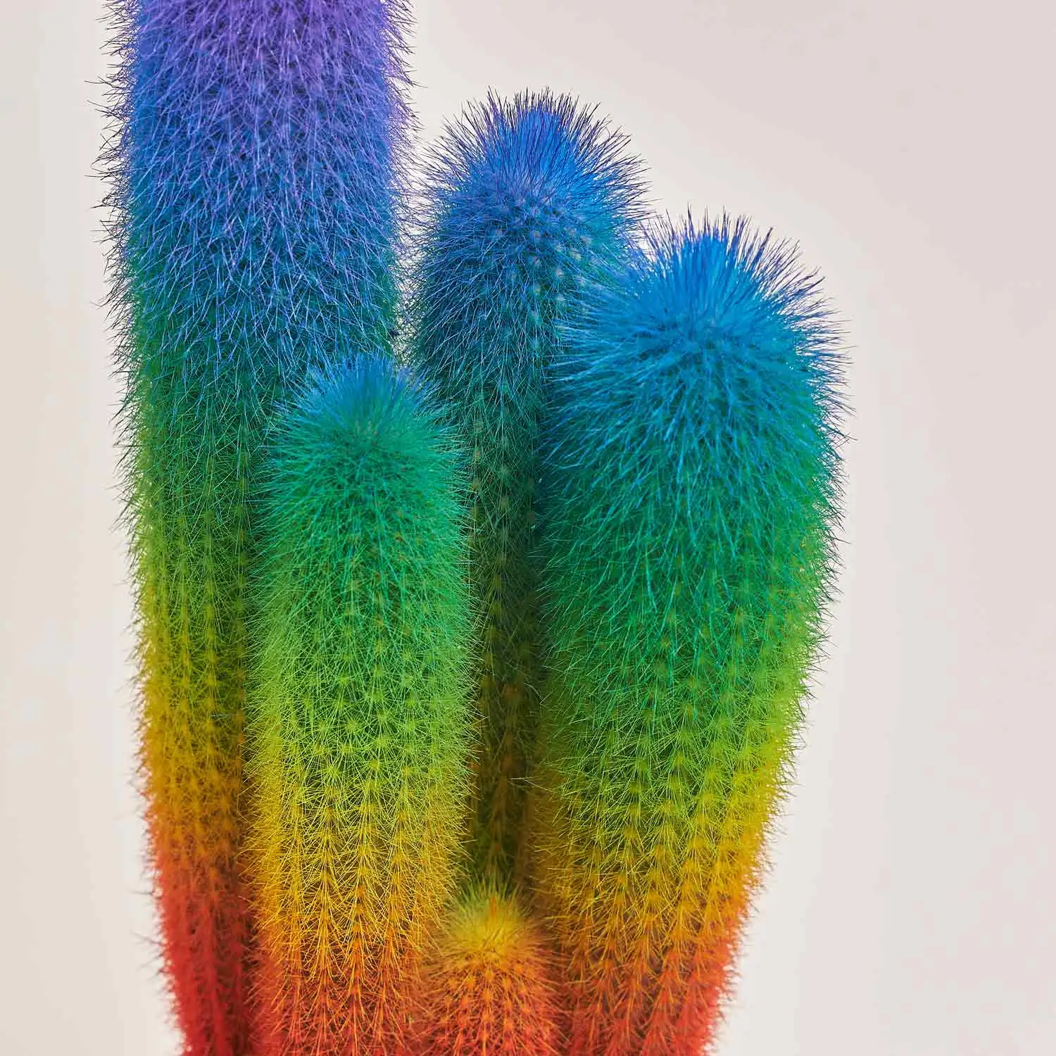 Кактус Рейнбов "Zuil" Спешл, артикул: 52850 Зображення товару Кактус Рейнбов "Zuil" Спешл, артикул: 52850