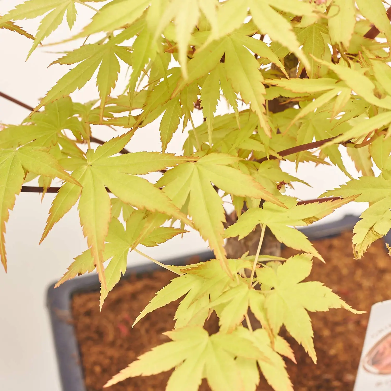 Зображення товару Бонсай в кер., артикул: 17924