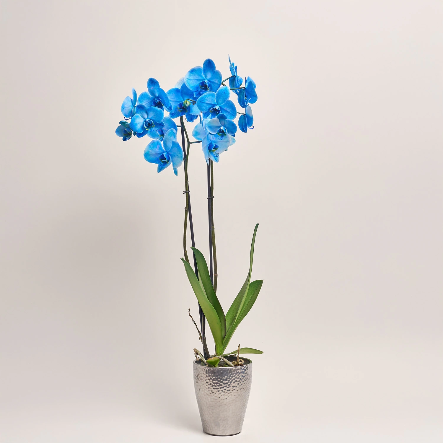 Фаленопсис синій фарбований та Кашпо Сет 427, артикул: 53347 Зображення товару Фаленопсис синій фарбований та Кашпо Сет 427, артикул: 53347