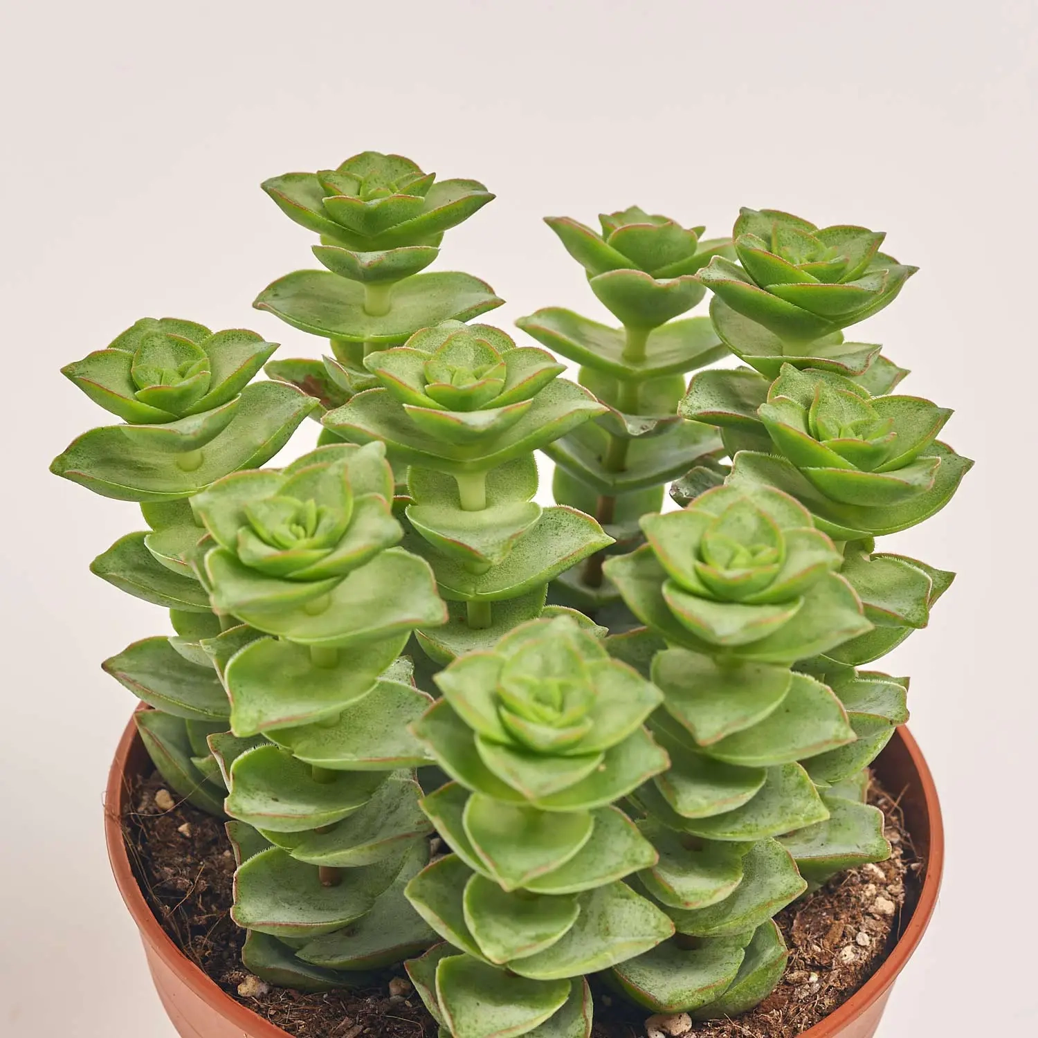 Зображення товару Красула Пер, артикул: 31739