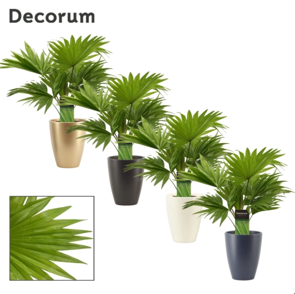 Зображення товару Лівістона Ротундіфолія в кер., артикул: 57158