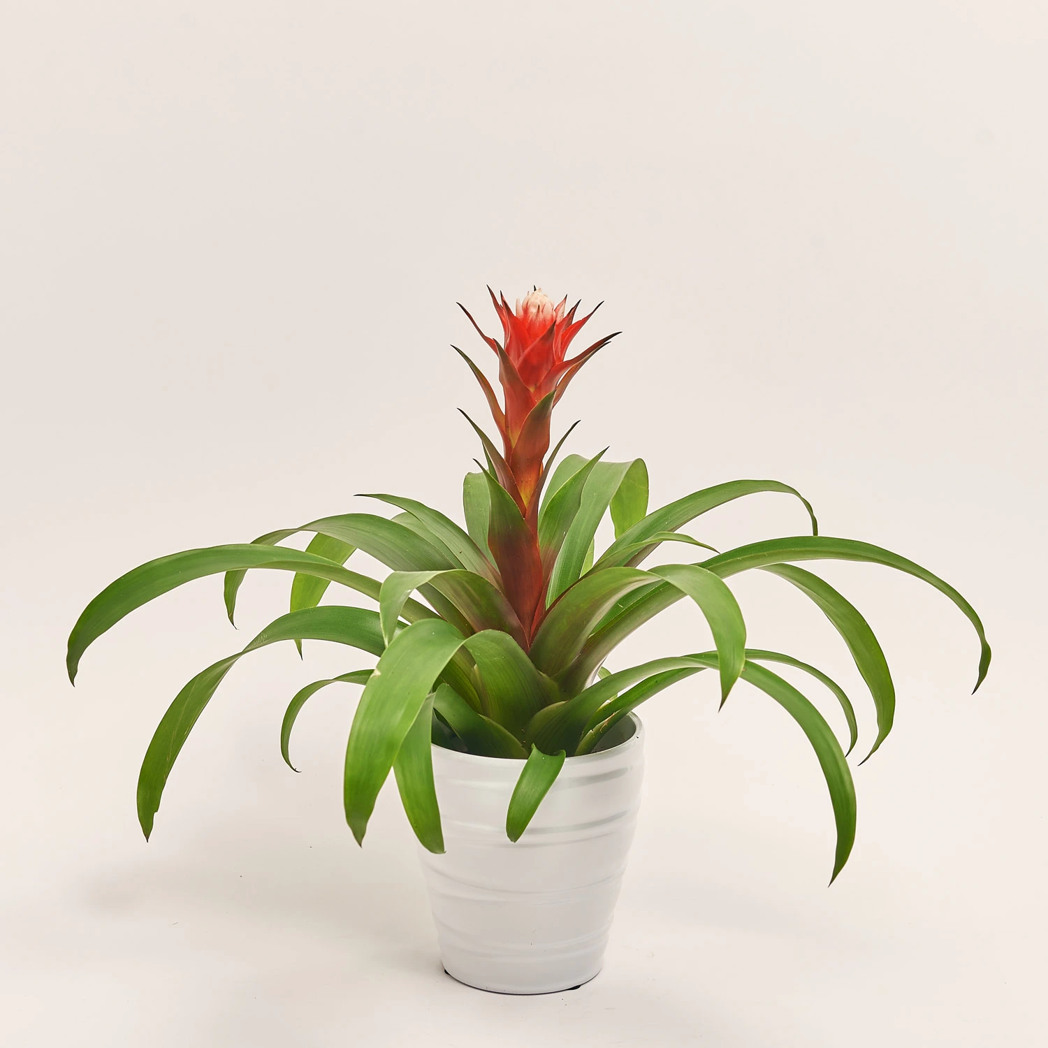 Гузманія Хоуп в кер., артикул: 52247 Зображення товару Гузманія Хоуп в кер., артикул: 52247