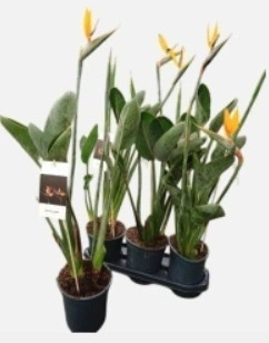 Зображення товару Стреліція Регіна, артикул: 57219