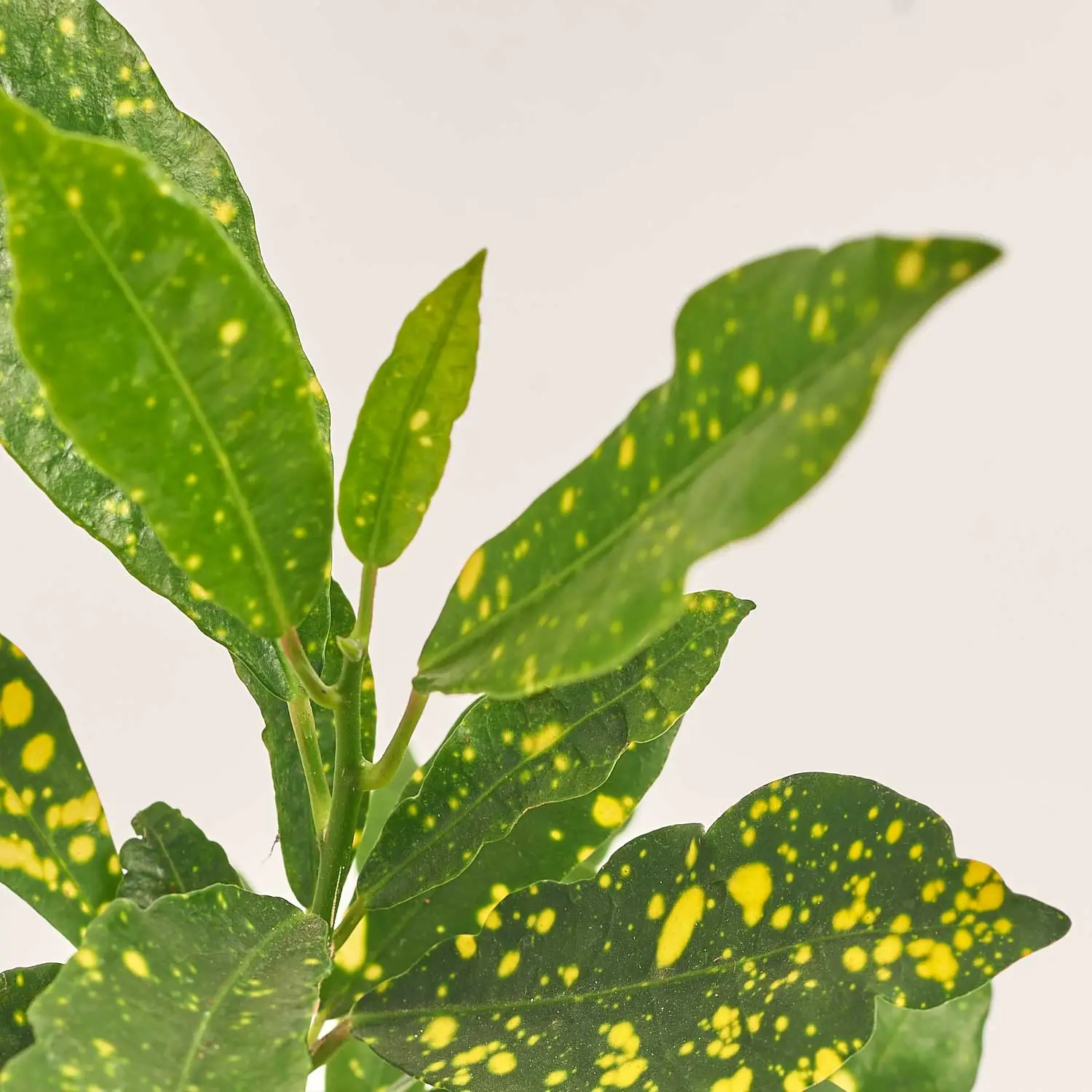 Кодіум Мікс, артикул: 52078 Зображення товару Кодіум Мікс, артикул: 52078