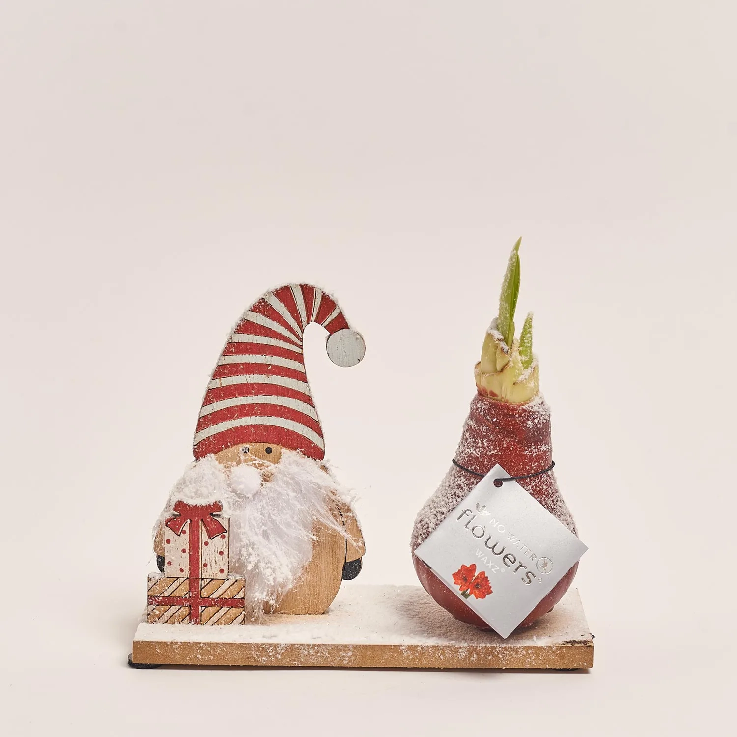 Зображення товару Амариліс "Вінтер Вондерленд" мікс на підставці, артикул: 53629