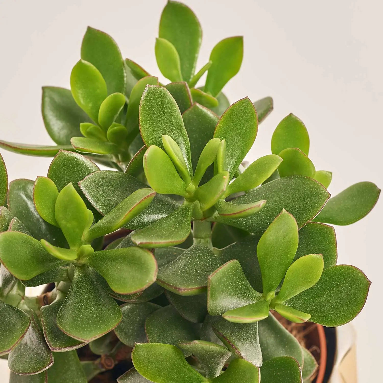 Зображення товару Сукулент мікс, артикул: 41177