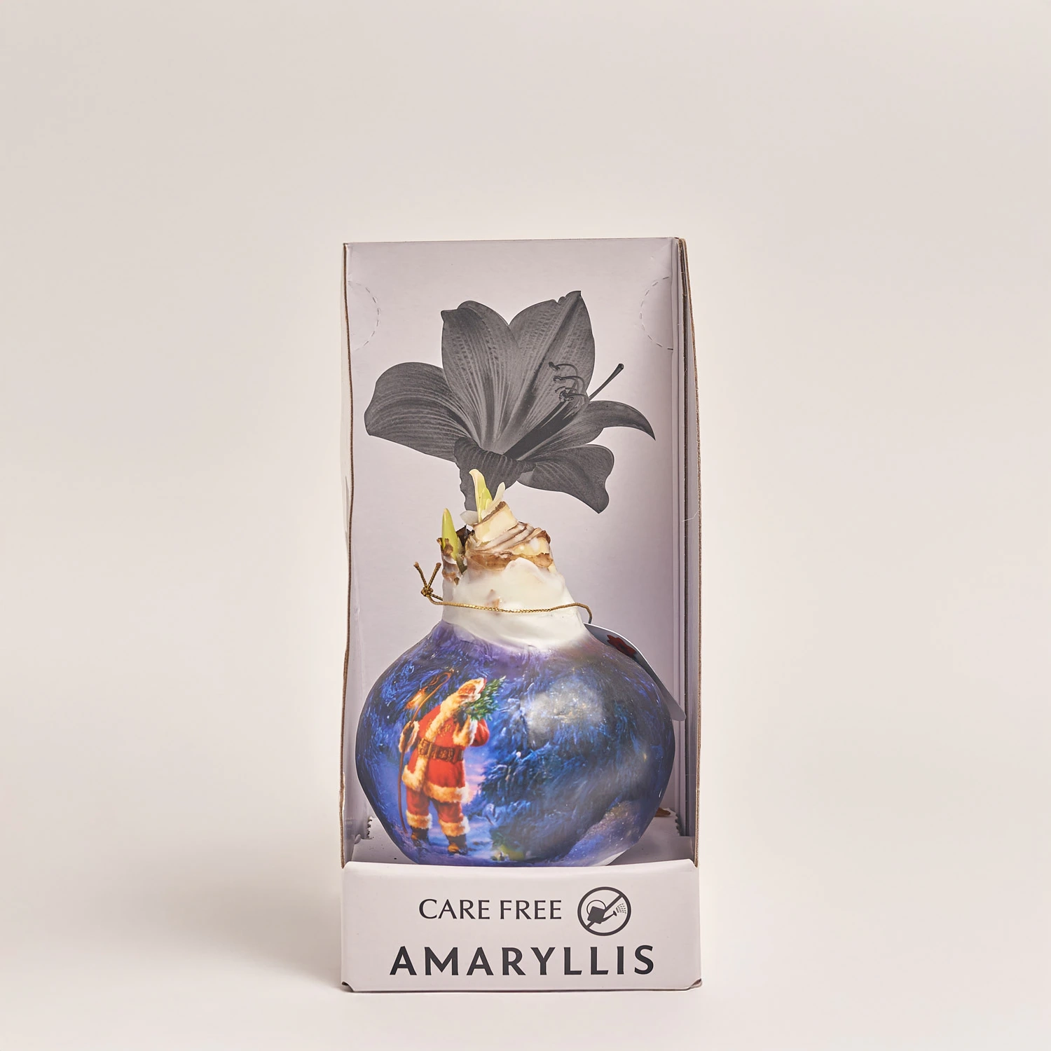 Зображення товару Амариліс принт у воску в коробці, артикул: 54043
