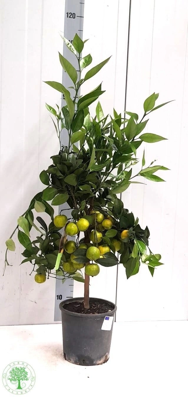 Зображення товару Цитрофортунелла Лимон Пурша, артикул: 56936