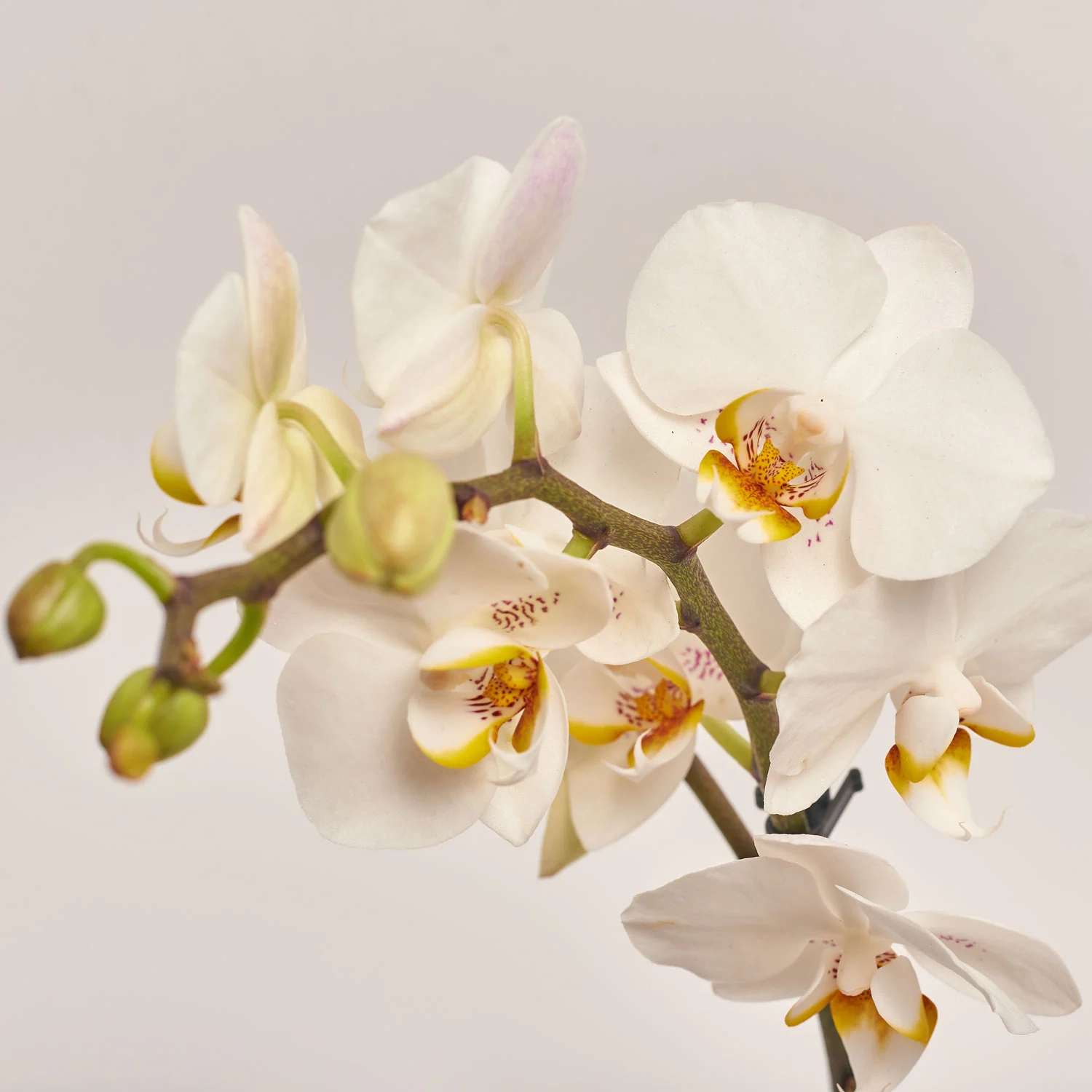 Зображення товару Фаленопсис мультифлора 1/2ст. мікс, артикул: 53124