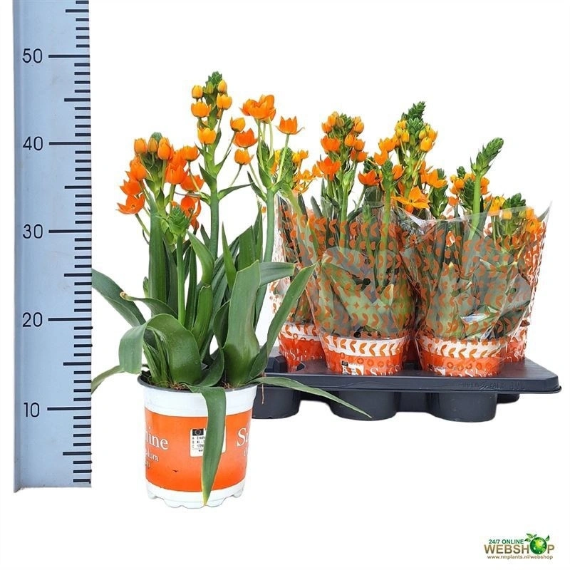 Зображення товару Орнітогалум, артикул: 57618