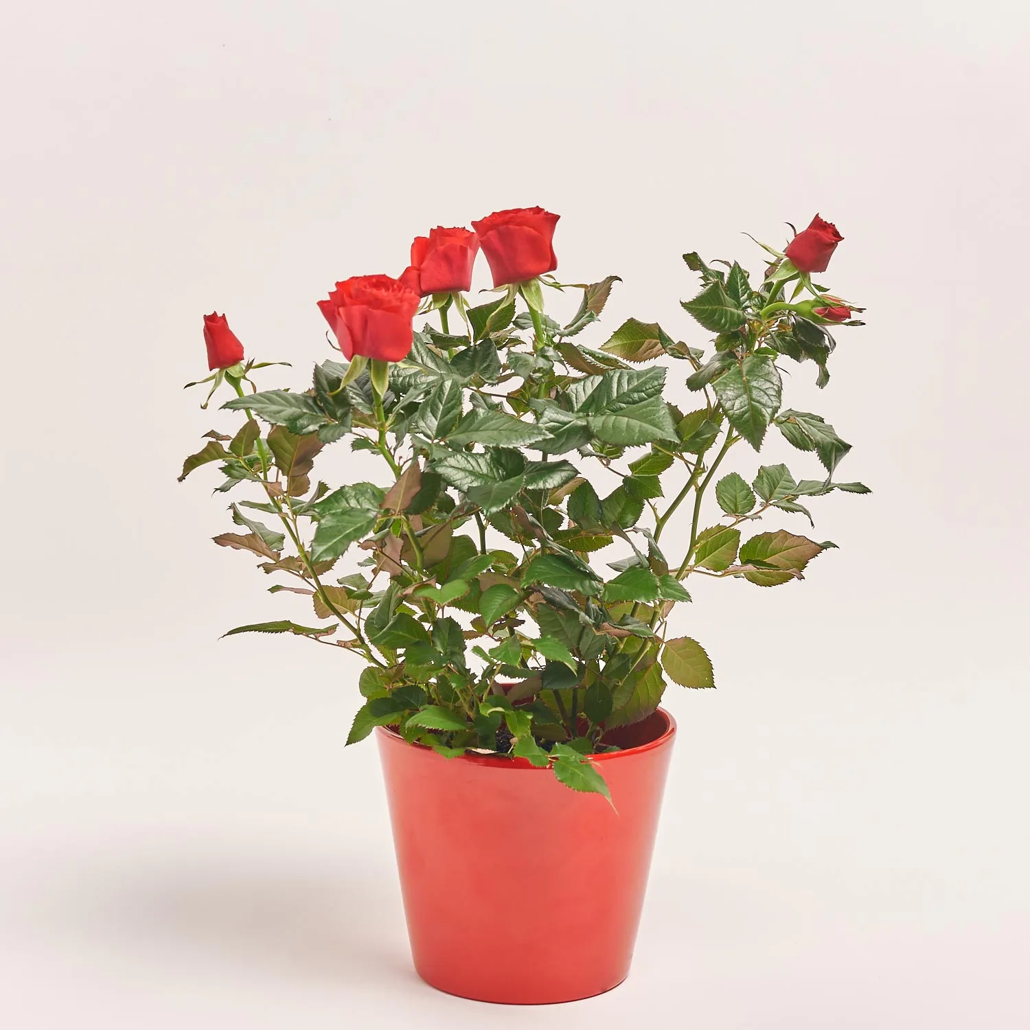 Зображення товару Троянда червона та Кашпо Сет 344, артикул: 56162