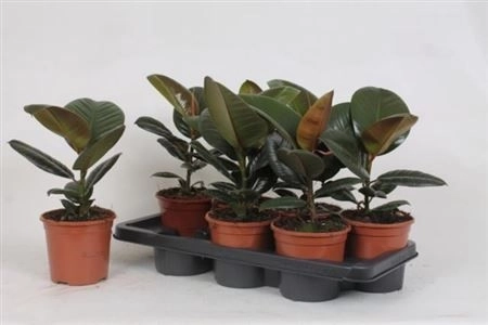 Фікус ел Робуста 1ст., артикул: 25621 Зображення товару Фікус ел Робуста 1ст., артикул: 25621